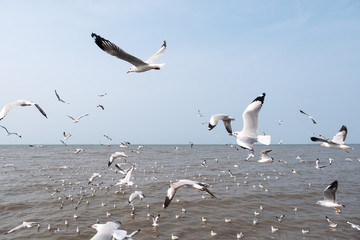 Closeup image of a flock of seagulls flying above the sea with blue sky background
