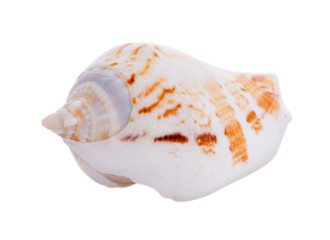sea shell isolated on white background