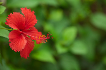 Hibiscus flower close-up