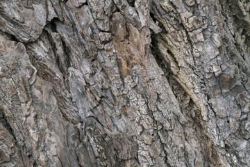 dry tree bark texture background