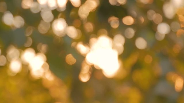 Abstract nature bokeh background. Sunset light, sun lens flares, golden hour