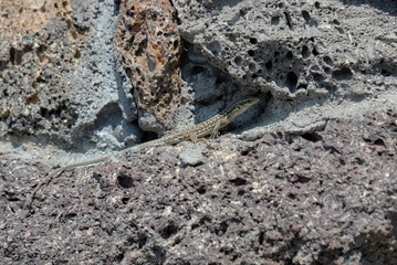Italian Wall Lizard In Etna Park, Sicily