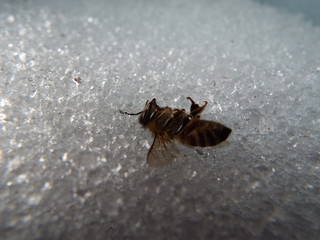 氷上のミツバチ bee on ice