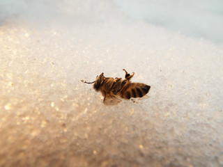 氷上のミツバチ bee on ice