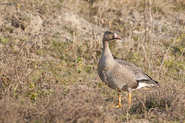 White Fronted Goose