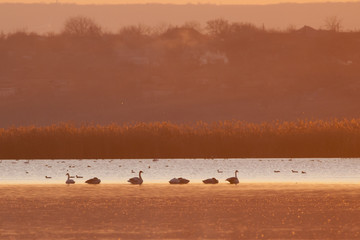 Naklejka premium Swans on water at sunset
