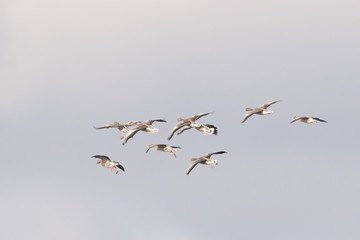 Fototapeta premium White fronted Goose