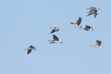 White fronted Goose