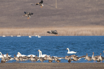 White fronted Goose
