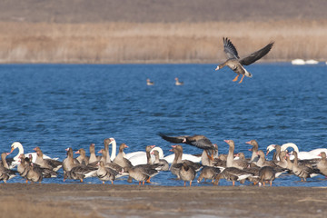 White fronted Goose