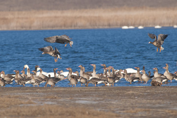 White fronted Goose