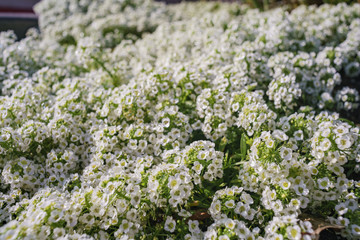 Close up shot of many beautiful Sweet alyssum