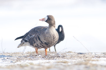 White Fronted Goose