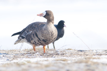 White Fronted Goose