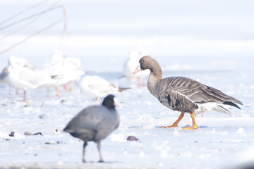White Fronted Goose