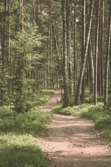 Scenic trail in forest, vintage style, Latvia, Nordic