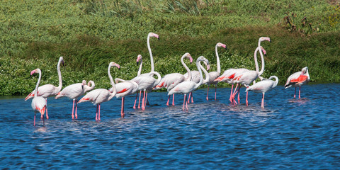 Greater Flamingo's wading in blue water