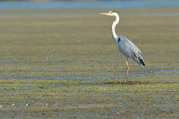 Grey Heron (Ardea cinerea) Searching for Food