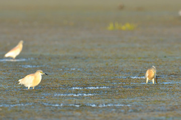 Squacco Heron (Ardeola ralloides)