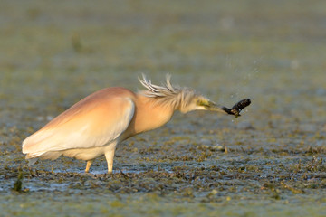 Squacco Heron (Ardeola ralloides)