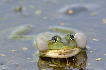 Edible Frog on Water