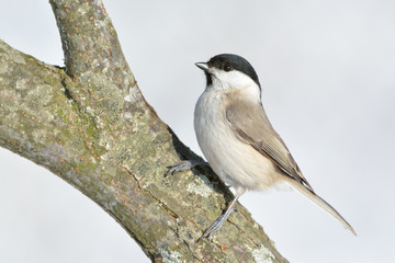 Obraz premium Marsh Tit (Poecile palustris)