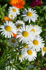 Fototapeta premium Leucanthemum vulgare, or chamomile garden closeup