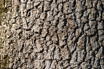 natural background made of a closeup of brown tree bark with wide grooves.