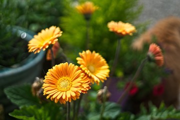 Yellow flowers in pot