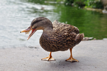 Close up view of a duck bird and a lake in the background. Duck eating a piece of bread.