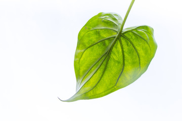Green heart leaf on white background.