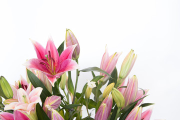 The beautiful lilly flowers are on white background. - obrazy, fototapety, plakaty