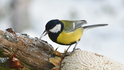 great tit and white sunflower seed
