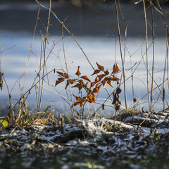 Winter leaves in winter shoots