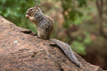 Naklejka na ściany i meble Squirrel in Zion NP in Utah in the USA 