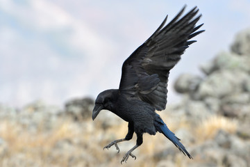 Common raven (Corvus corax) - obrazy, fototapety, plakaty
