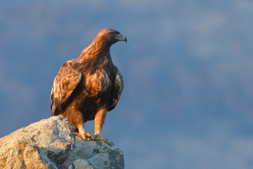 Golden Eagle Sitting on a Rock