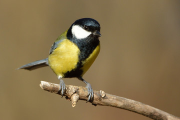 Great Tit (Parus major) on a Branch