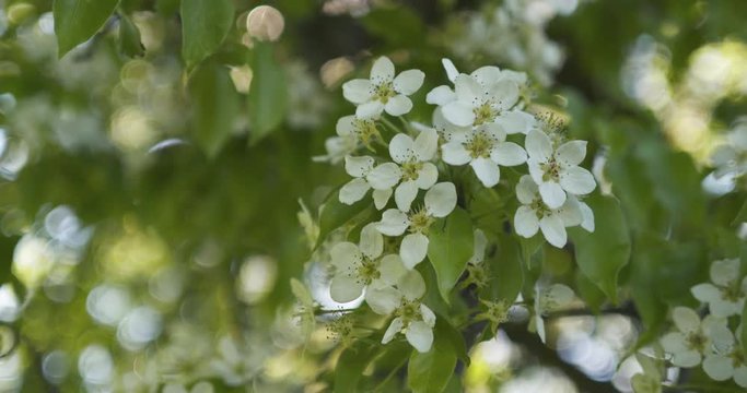 Slow motion handheld shot of of apple tree with white flowers in a garden