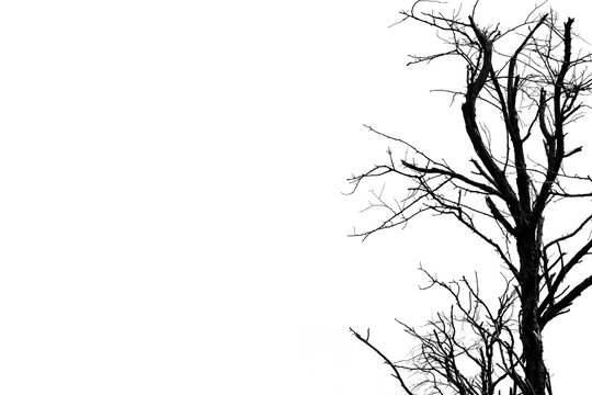 Silhouette dead tree isolated on white background for scary or death with copy space for text. For hopeless, despair and peaceful concept.