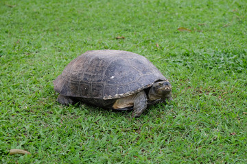 Big turtle on the green grass