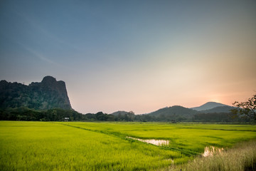 Rice field with sunrise  in moning light