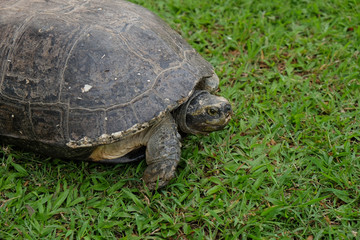 Big turtle on the green grass