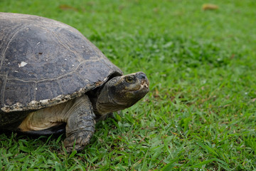 Big turtle on the green grass