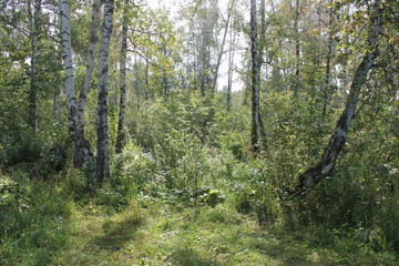Fototapeta premium beautiful summer landscape with the birch forest and green grass