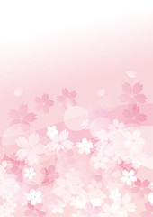 桜たくさん ピンク 全面