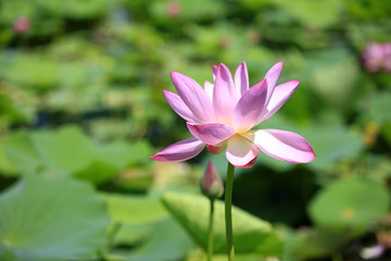 Obraz premium Lotus