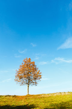 Lonely autumn maple tree