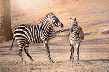 zebra,