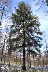 Spruce pine in Yamanashi, Japan